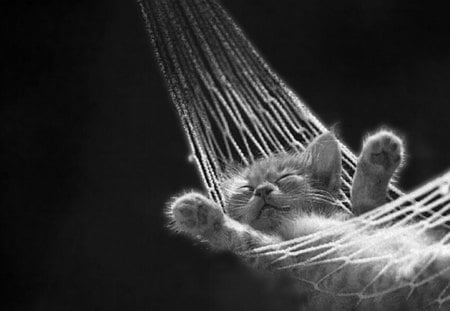 Kool Kitty - hammock, cats, animals, sleepy