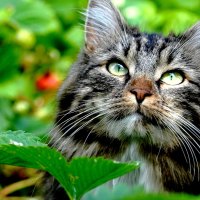 HIDDEN KITTY