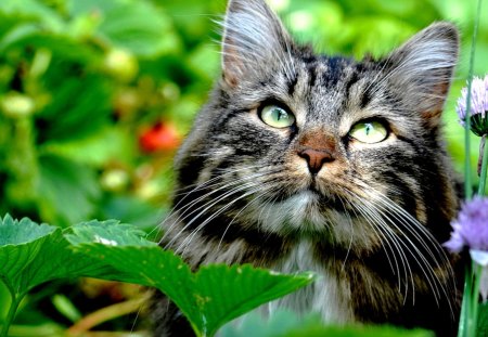 HIDDEN KITTY - bush, feline, garden, cat, kitty