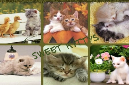 Sweet Kittys - sweet, animals, kittens, cats