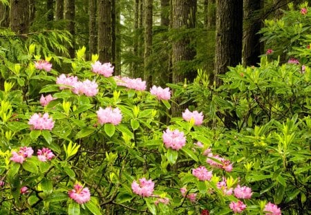 Forest bushes - greenery, pretty, trees, beautiful, bushes, forest, lovely, pink, flowers, path, fresh, nature, plants, nice, floral