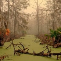 Murky Swamp