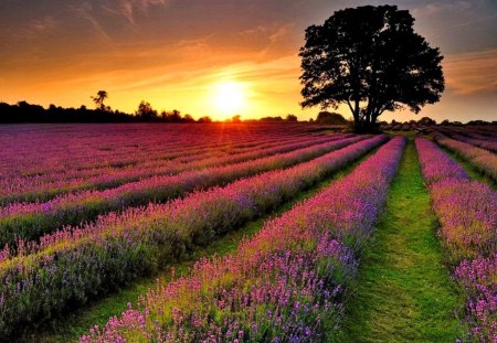 Lavender field at sunset - pretty, lonely, sunny, summer, lavender, sun sunshine, meadow, light, flowers, purple, field, nice, beautiful, lovely, orange, rows, tree, harmony, glow, nature, rays, bright