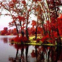 RIVER BANK TREES