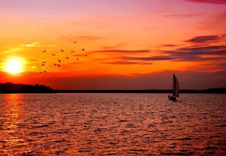 SAILING in the SUNSET - ocean, sunset, sailing, boat, birds