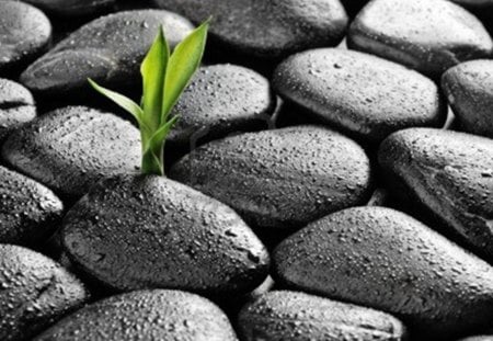 stones and bamboo - basalt, stones, dew, zen