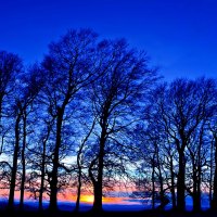 Perfect Sky and Trees at Sunset