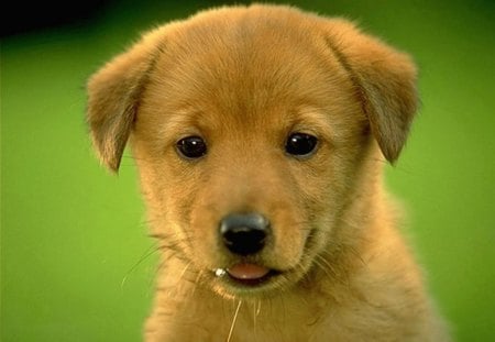 I_See_Food_Wallpaper - cute, dog, pet, animal