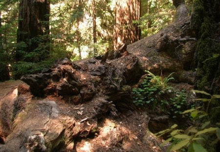 Muir Woods - rise of the planet of the apes, forest, muir woods, tree, redwoods