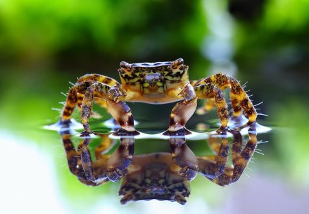 COLORFUL CRAB - animals, natural, cute, awesome, beach, colorful