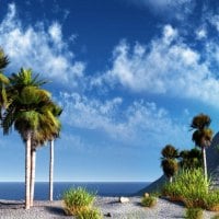 Beach Palms