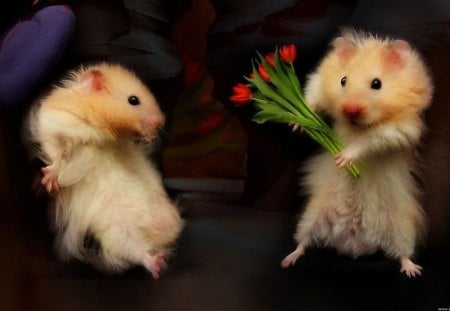 Will_You_Marry_Me - animal, flower, funny, rodents