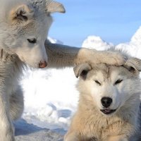 2 White Husky Puppies