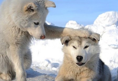 2 White Husky Puppies - pets, sled dog, dogs, wolf, snow, white dogs, animals, huskies