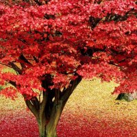 Red Tree