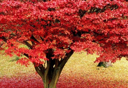 Red Tree - scenery, wood, scene, parks, trunks, seasons, nice, paysage, beauty, grasslands, paisage, nature, picture, autumn, amazing, landscape, grass, photo, leaves, forests, view, paisaje, grove, branches, carpet, trees, image, beautiful, photography, photoshop, scenic, red tree, cool, peisaje, paisagem, cenario, awesome, panorama, cena, leaf