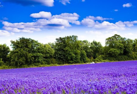 River of Lavender - lavender, scenery, rivers, scene, scenario, flowers, trunks, nice, paysage, beauty, colors, petals, natural, white, paisage, nature, picture, green, blue, amazing, landscape, leaves, purple, view, paisaje, violet, sky, clouds, branches, carpet, trees, image, beautiful, fields, scenic, cool, peisaje, paisagem, cenario, magenta, awesome, panorama, cena, leaf