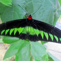 Rajah Brooke's Birdwing
