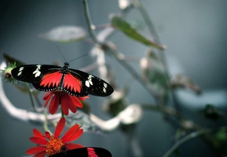 Butterfly - butterfly, flowers, insects, animals