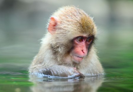 Monkey Thinking - thinking, water, monkey, animals