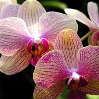 The Exotic Orchids