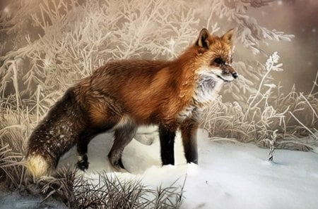 Fox_in_winter_Wallpaper - animal, fox, grass, snow