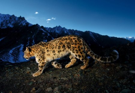 Leopard_at_nightfall - leopard, animal, mountains, rocks