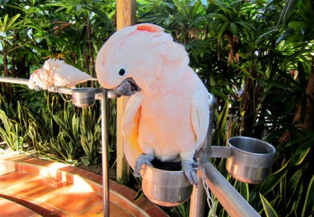 White Parrot - eyes, white, parrot, beautiful