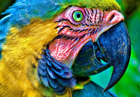 Colorful Parrot - face, colorful, eyes, parrot