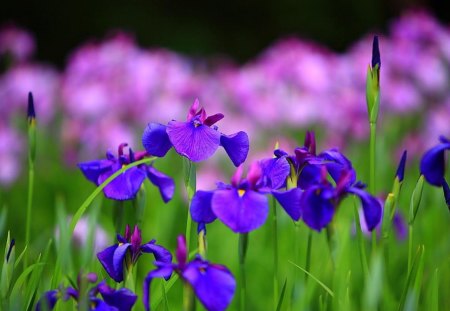 Violet Irises