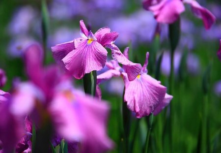 Enchanted Irises - flowers, irises, divine, spring, anemone