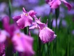 Enchanted Irises