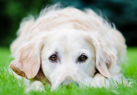 Sweet Love - beauty, eyes, animals, paws, face, dog face, dog, dogs, green, cute, grass, love, puppy, adorable, waiting, lovely, nature, beautiful, sweet, dog eyes, sweet love, puppies