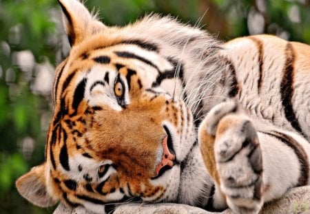 Lazy Tiger - lazy, nice, tiger, cool