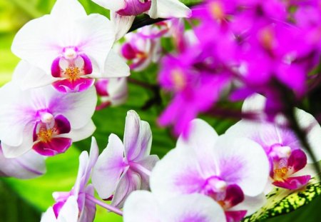 The Colors of Exquisiteness - nature, orchids, flowers, exotic