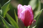 Pink Tulip & Buds