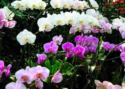 The Choir of Orchids - white, orchids, flowers, pink