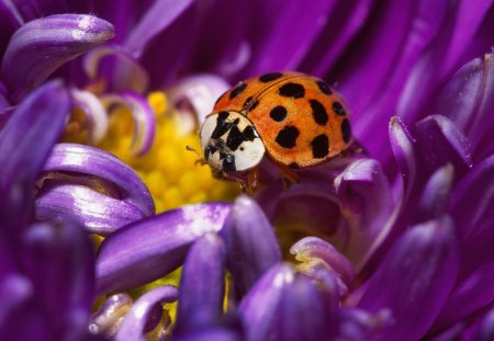 Orange Dotted Bug - colorful, nice, velvet, bug