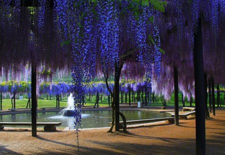 The beautiful wisteria - park, benches, fountain, wisteria