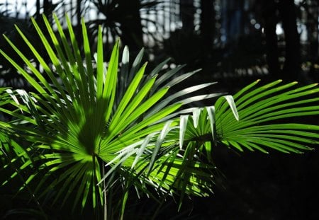 Play of light - the game of light, palm, wood, leaves