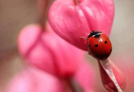 Red lady on pink - pink colours, heart, image, wallpaper, ladybug, wall, red, bug, colors, photo, photograph, cute, flower