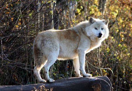 Arctic beauty - wilderness, white, predator, wolf