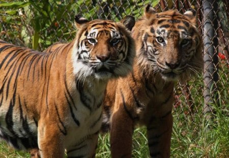 Two Tigers - two tigers, big cats, tigers, tiger