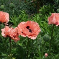 Pink Poppies