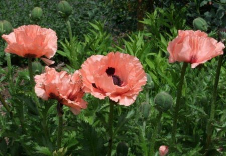 Pink Poppies - pic, poppies, pink, photo, flowers, field, poppy, image, beautiful, colors, photograph, colours, nature, picture, green, wall, wallpaper