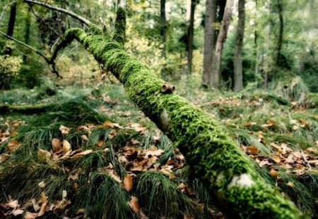 Forest - moss, trees, forest, tree