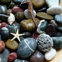 STONES & SHELLS