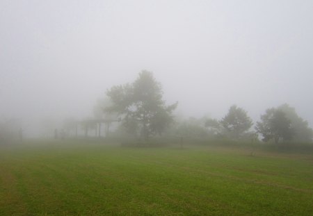 Dense fog - tree, dense fog, mountain, grass