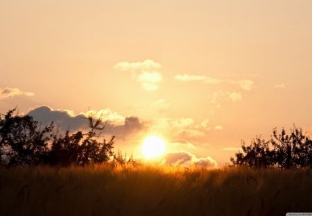 Wheat field sunset