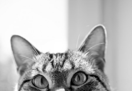 TABBY CAT - white, black, cat, photography, bw, tabby, feline, closeup